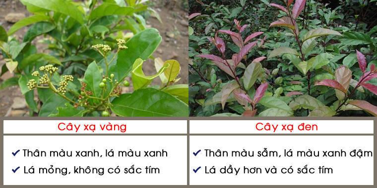 cách nhận biết cây xạ đen