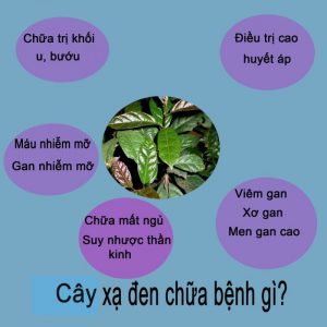 cây xạ đen chữa bệnh gì