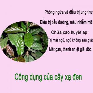 công dụng của cây xạ đen