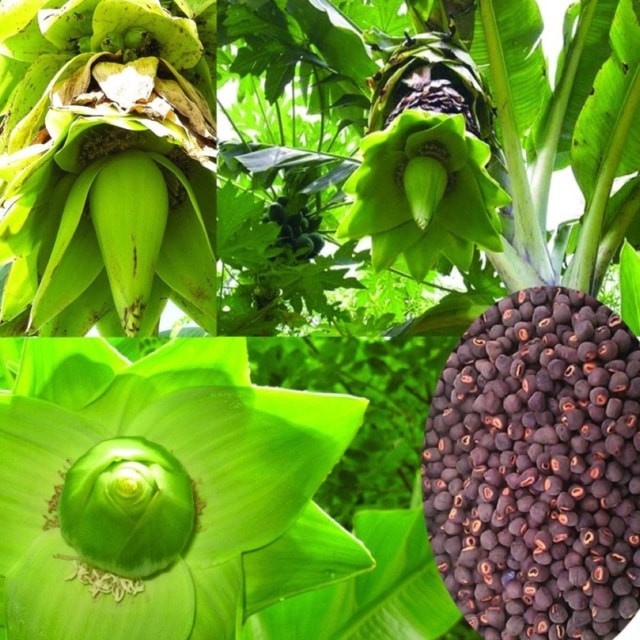 Chuối cô đơn được xem là thần dược chữa nhiều bệnh khó Chuối cô đơn được xem là thần dược chữa nhiều bệnh khó