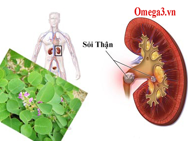 Lợi ích của saponin trong lá kim tiền thảo?
