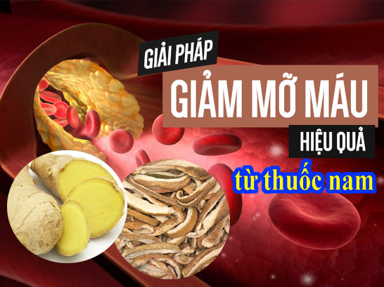 Bài thuốc chữa bệnh máu nhiễm mỡ Bài thuốc chữa bệnh máu nhiễm mỡ