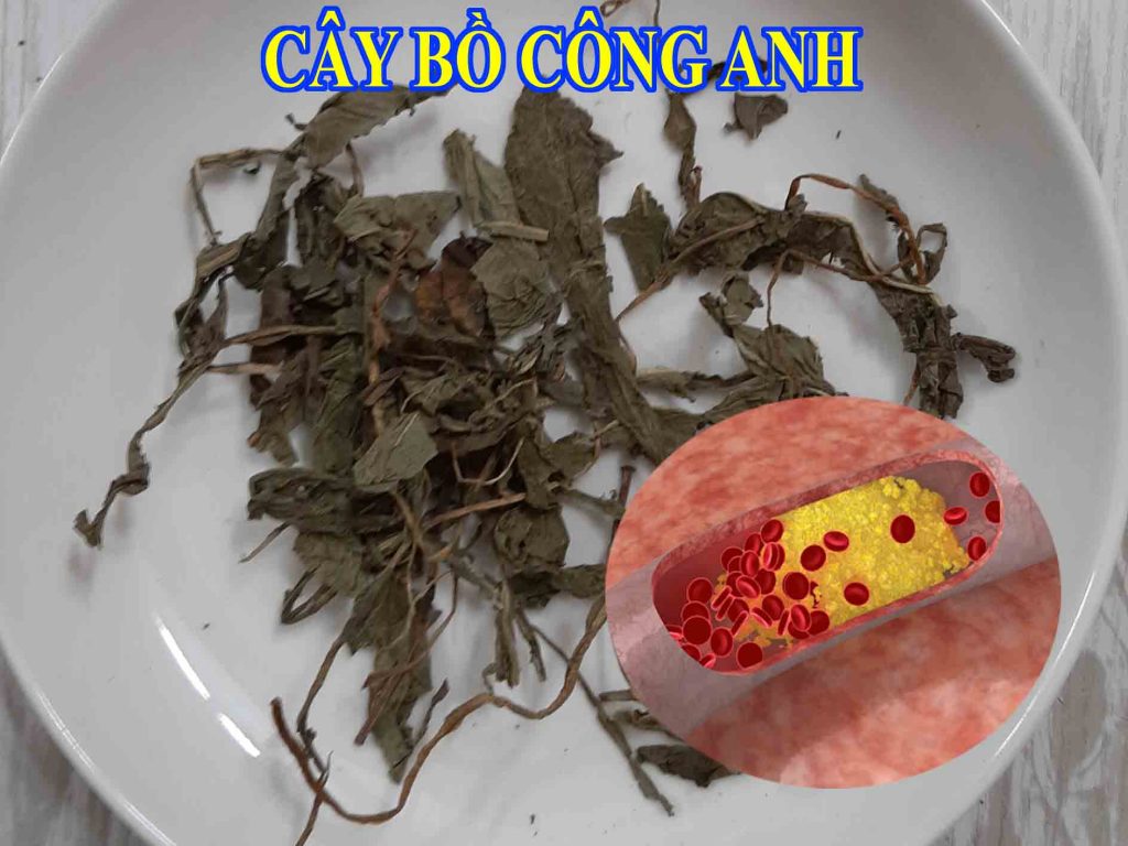 thuốc nam trị mỡ máu cao thuốc nam trị mỡ máu cao