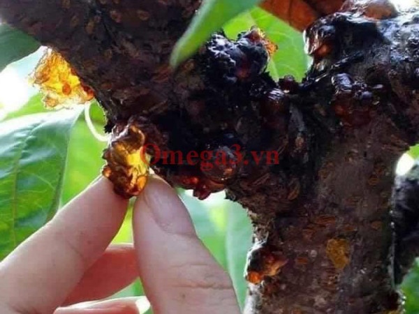 Cách lấy nhựa đào Cách lấy nhựa đào