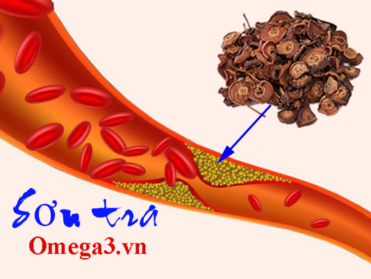 bài thuốc dân gian chữa mỡ máu bài thuốc dân gian chữa mỡ máu