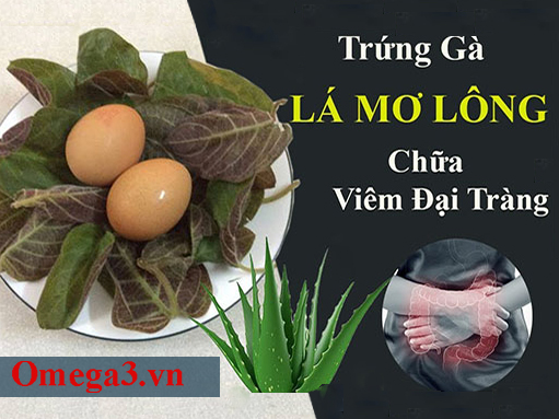 Bài thuốc chữa viêm đại tràng bằng lá mơ lông