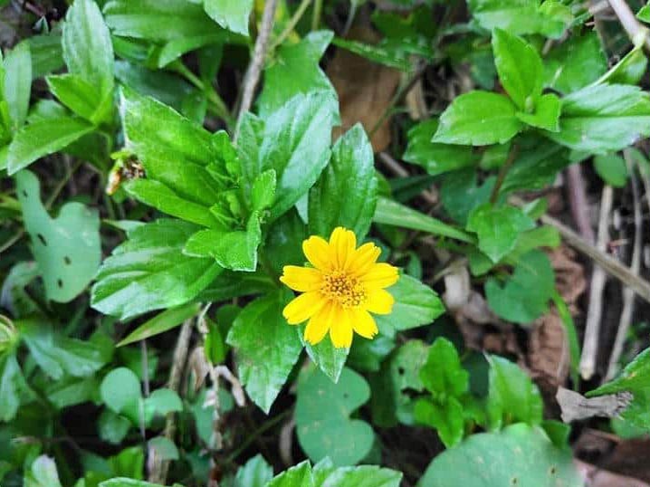 Họ cúc Asteraceae gồm những loài cây nào ngoài cây sài đất hoa trắng?
