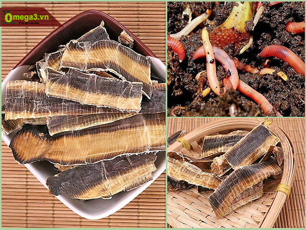 Con địa long khô Con địa long khô