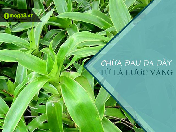 Chữa đau dạ dày bằng cây lược vàng