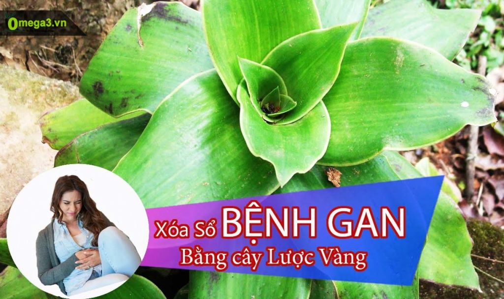 Cây lược vàng chữa bệnh gan