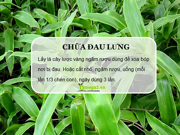 Cây lược vàng chữa đau lưng