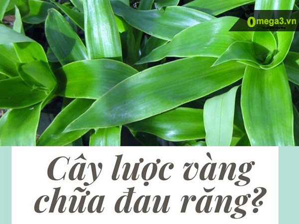 Cây lược vàng chữa đau răng