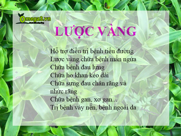 Cây lược vàng có tác dụng gì