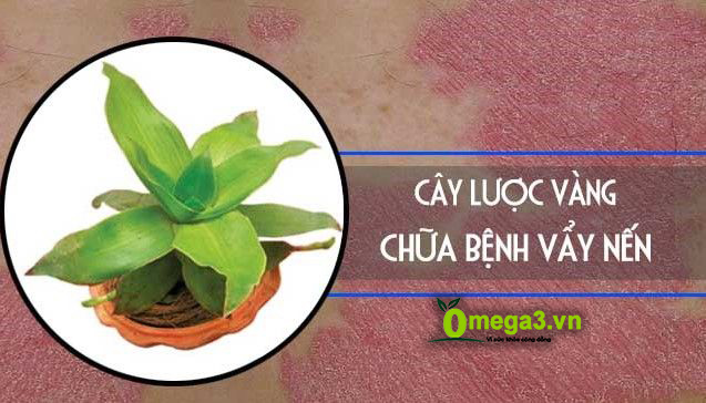 Chữa bệnh vẩy nến bằng cây lược vàng