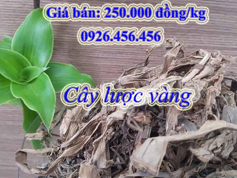 Cây lược vàng mua ở đâu