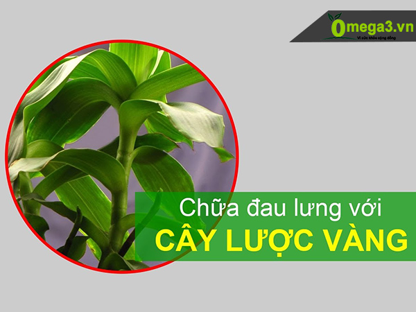 Cây lược vàng chữa đau lưng