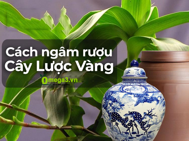 Ngâm rượu cây lược vàng