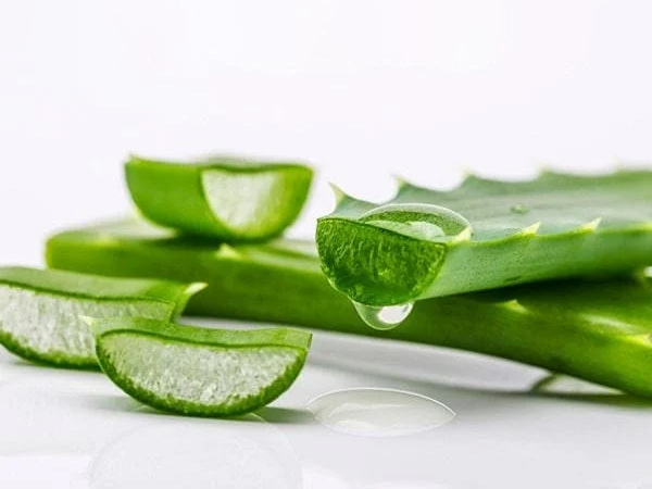 Nha đam trị vết thâm muỗi đốt lâu ngày