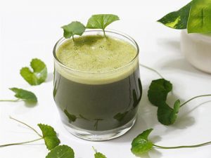 Rau má trị vết thâm muỗi đốt lâu ngày