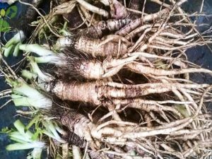 Các loại sâm của Việt Nam Các loại sâm của Việt Nam