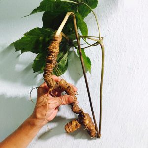 Các loại sâm Việt Nam Các loại sâm Việt Nam
